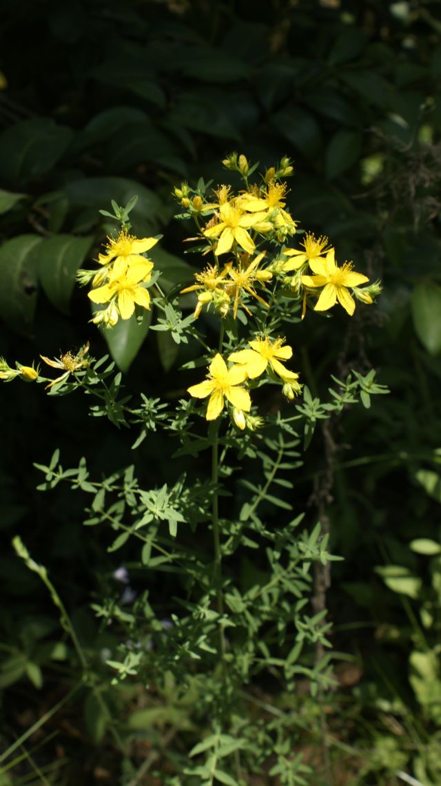 Hypericum perforatum